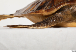 Leg Turtles Animal photo references